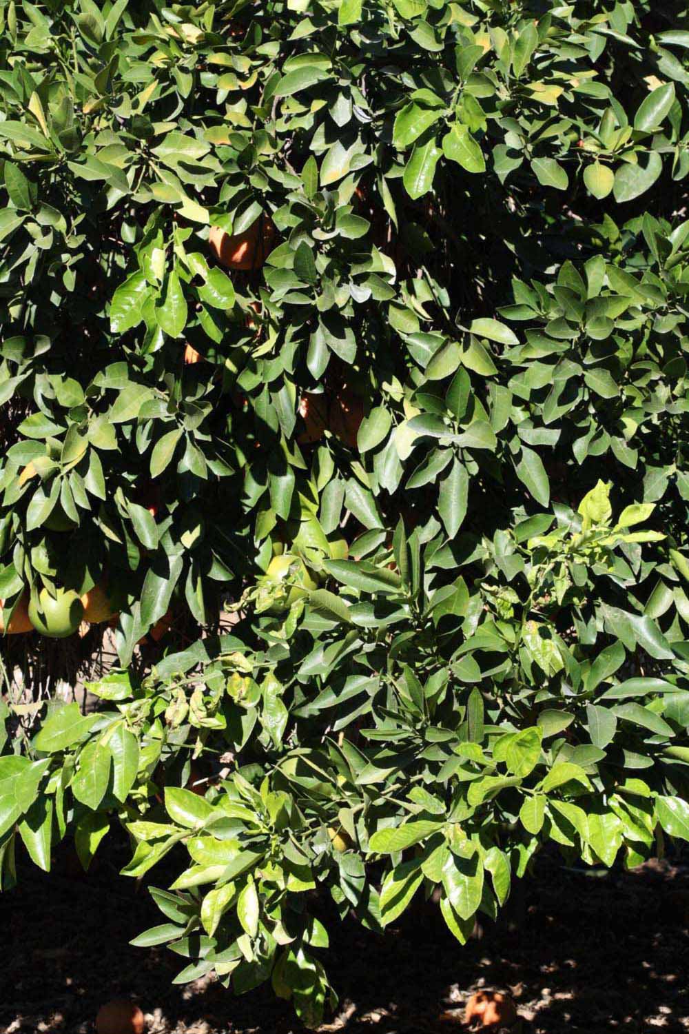            Habit (Riverside, CA)   